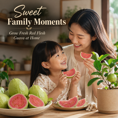 Premium Red Guava Seeds for Home Gardens, Balconies, Patios & Backyard Planting-WZH