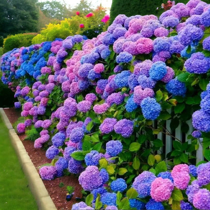 🌸✨ Blue Pink Purple Hydrangea Seeds 🌿🌈 Grow Stunning Multi-Color Blooms That Transform Any Garden 💙💖💜-ZZ