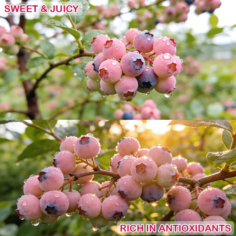 🍓✨ Premium Pink Blueberry Seeds 🌸💖 Rare Sweet Exotic Fruit You Can Grow at Home 🌿🌈-ZZ