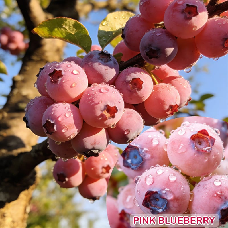 🍓✨ Premium Pink Blueberry Seeds 🌸💖 Rare Sweet Exotic Fruit You Can Grow at Home 🌿🌈-ZZ