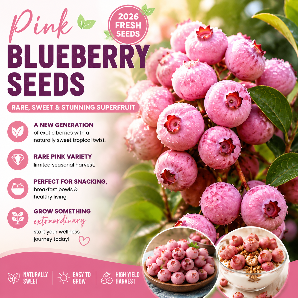 🍇✨ Premium Pink Blueberry Seeds 🌸💗 Rare Exotic Superfruit for Beautiful Home Growing & Natural Wellness 🌿-DG1