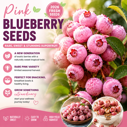 🍇✨ Premium Pink Blueberry Seeds 🌸💗 Rare Exotic Superfruit for Beautiful Home Growing & Natural Wellness 🌿-DG1