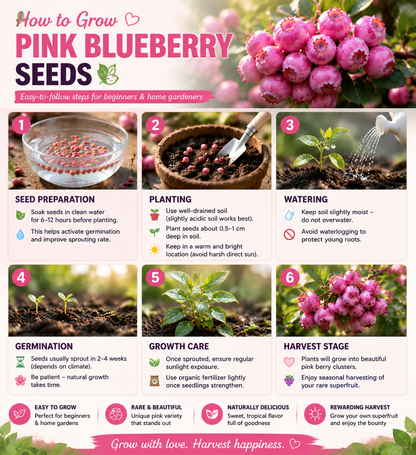 🍇✨ Premium Pink Blueberry Seeds 🌸💗 Rare Exotic Superfruit for Beautiful Home Growing & Natural Wellness 🌿-DG1