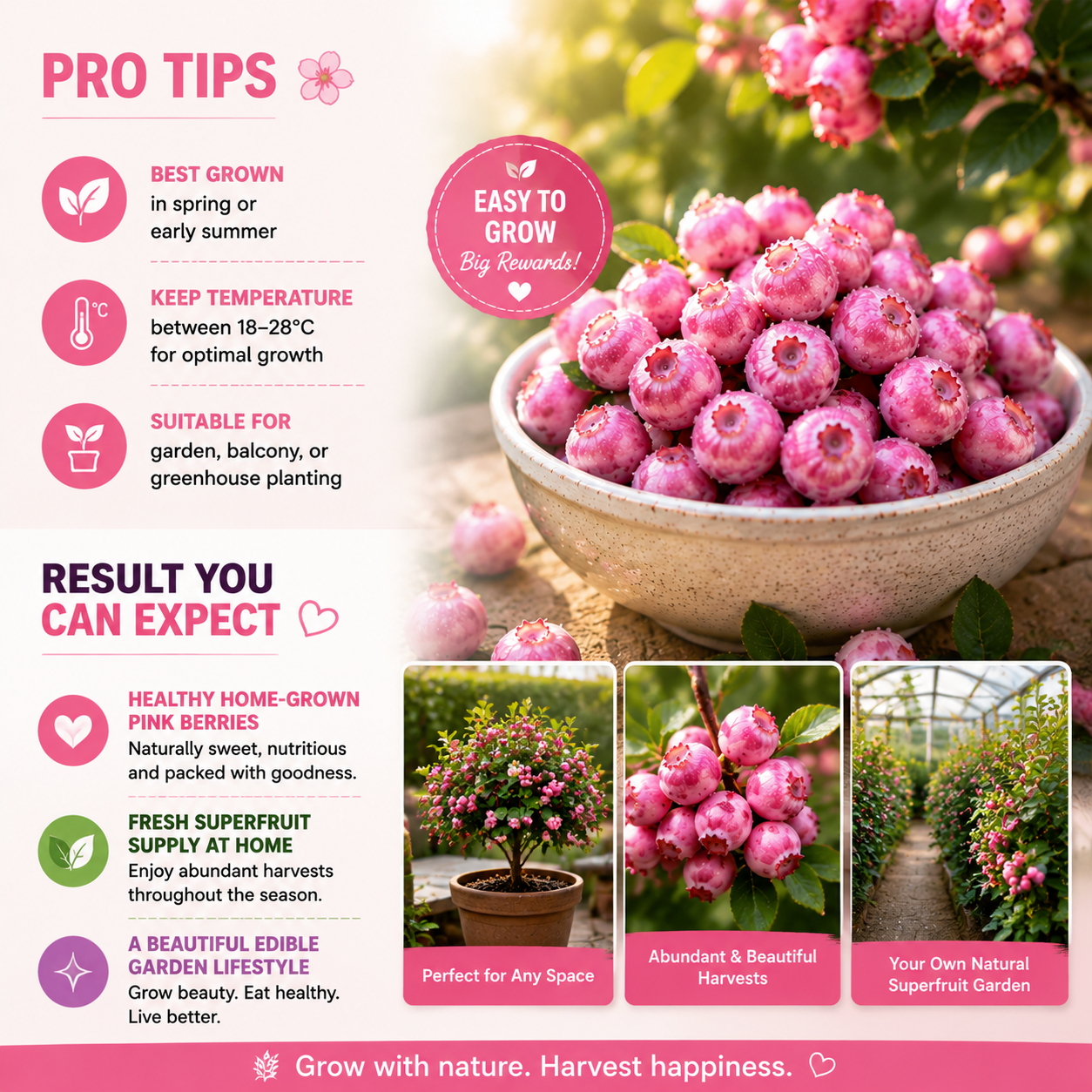🍇✨ Premium Pink Blueberry Seeds 🌸💗 Rare Exotic Superfruit for Beautiful Home Growing & Natural Wellness 🌿-DG1
