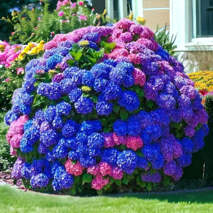 🌸✨ Blue Pink Purple Hydrangea Seeds 🌿🌈 Grow Stunning Multi-Color Blooms That Transform Any Garden 💙💖💜-ZZ
