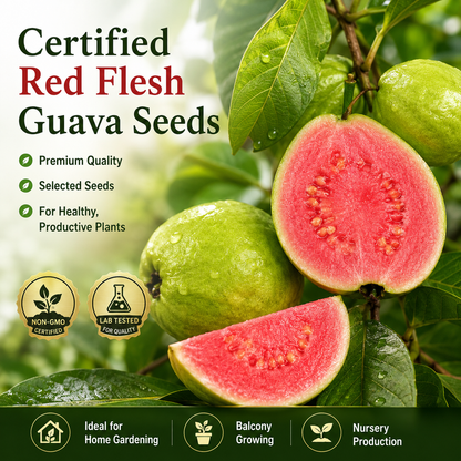 Premium Red Guava Seeds for Home Gardens, Balconies, Patios & Backyard Planting-WZH