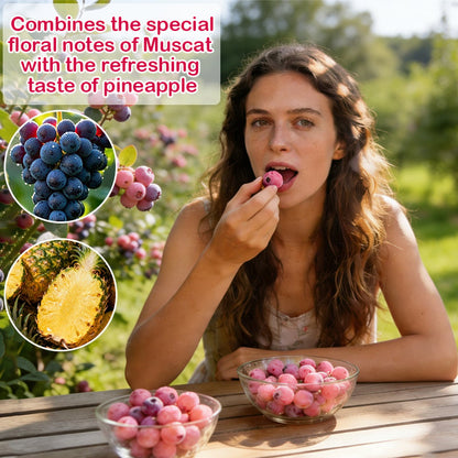 🍓✨ Premium Pink Blueberry Seeds 🌸💖 Rare Sweet Exotic Fruit You Can Grow at Home 🌿🌈-ZZ