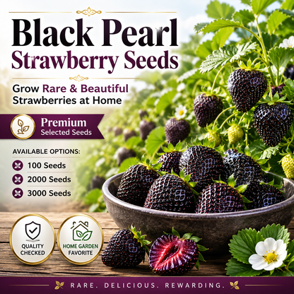 🍓Premium Black Pearl Strawberry Seeds for Indoor Pots, Balcony Planters & Home Gardens-WZH