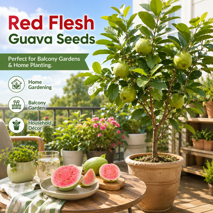 Premium Red Guava Seeds for Home Gardens, Balconies, Patios & Backyard Planting-WZH
