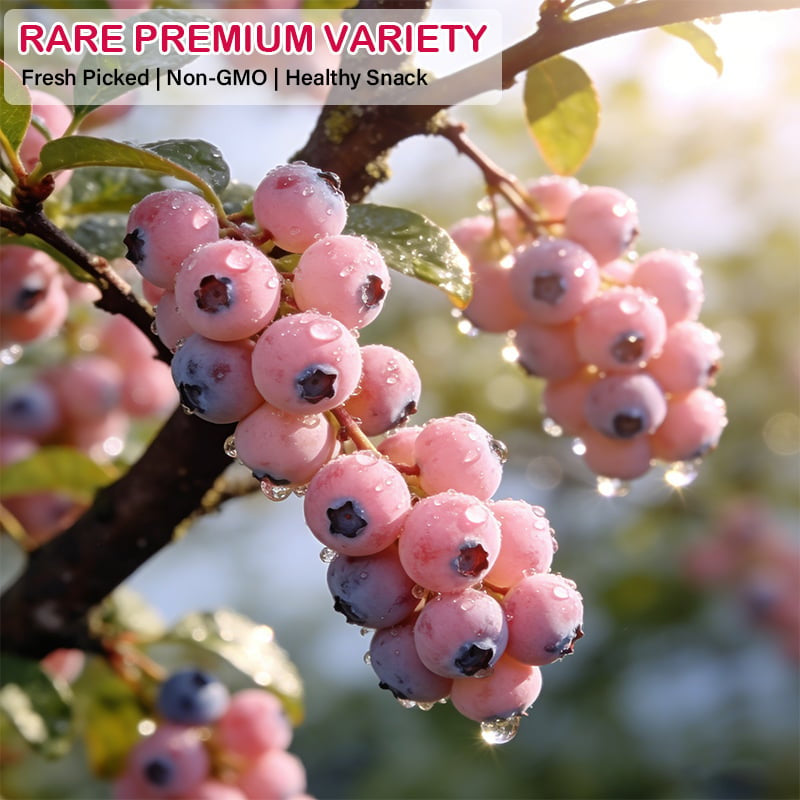 🍓✨ Premium Pink Blueberry Seeds 🌸💖 Rare Sweet Exotic Fruit You Can Grow at Home 🌿🌈-ZZ