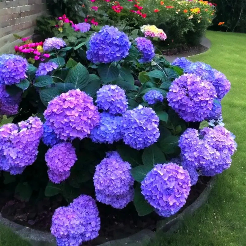 🌸✨ Blue Pink Purple Hydrangea Seeds 🌿🌈 Grow Stunning Multi-Color Blooms That Transform Any Garden 💙💖💜-ZZ