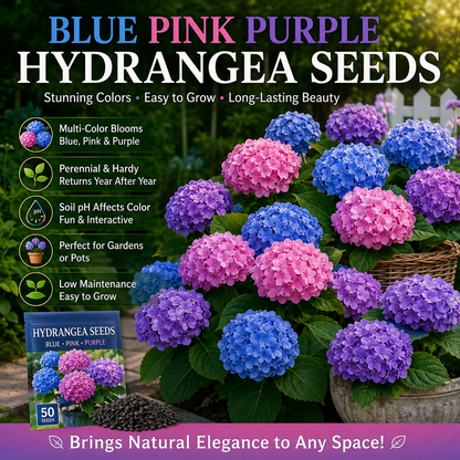 🌸✨ Blue Pink Purple Hydrangea Seeds 🌿🌈 Grow Stunning Multi-Color Blooms That Transform Any Garden 💙💖💜-ZZ