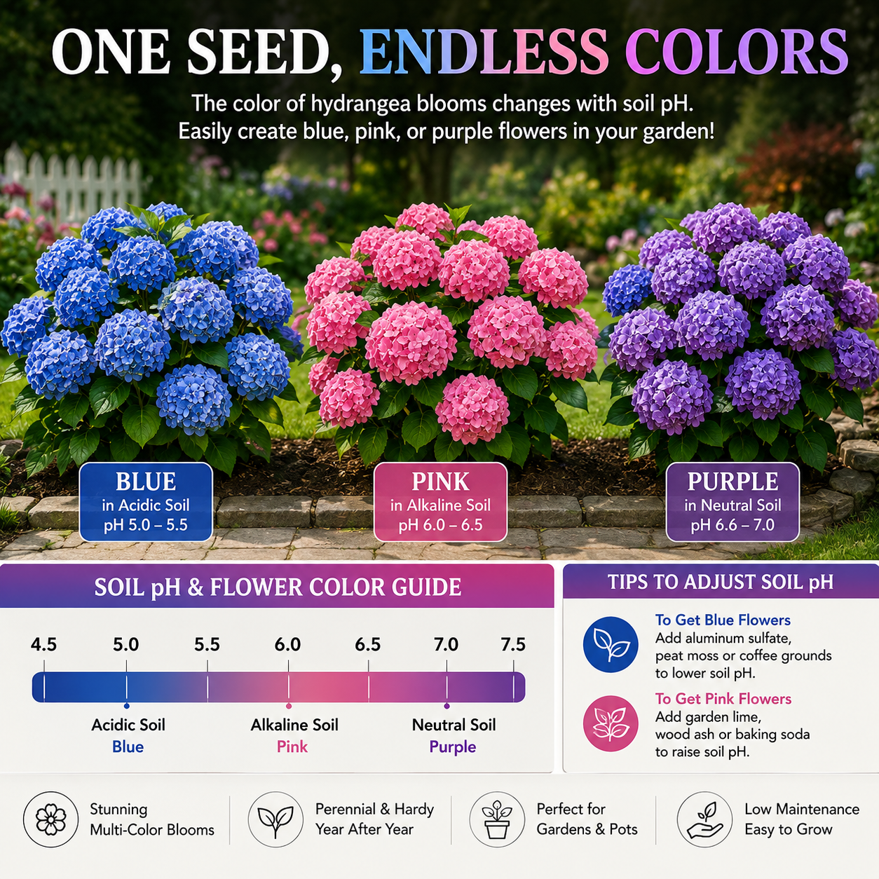 🌸✨ Blue Pink Purple Hydrangea Seeds 🌿🌈 Grow Stunning Multi-Color Blooms That Transform Any Garden 💙💖💜-ZZ