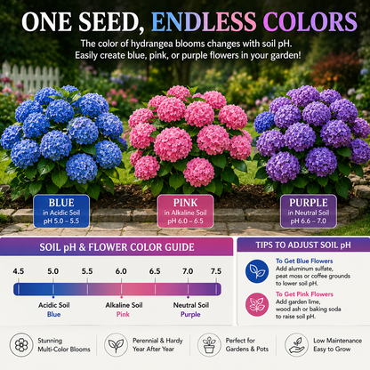 🌸✨ Blue Pink Purple Hydrangea Seeds 🌿🌈 Grow Stunning Multi-Color Blooms That Transform Any Garden 💙💖💜-ZZ