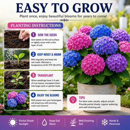 🌸✨ Blue Pink Purple Hydrangea Seeds 🌿🌈 Grow Stunning Multi-Color Blooms That Transform Any Garden 💙💖💜-ZZ