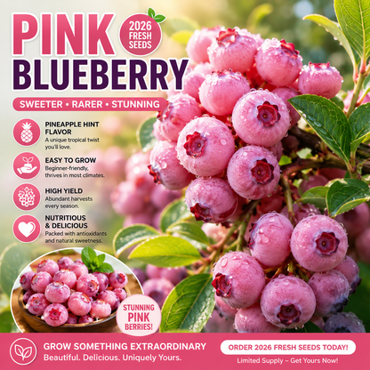 🍓✨ Premium Pink Blueberry Seeds 🌸💖 Rare Sweet Exotic Fruit You Can Grow at Home 🌿🌈-ZZ
