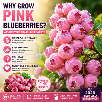 🍓✨ Premium Pink Blueberry Seeds 🌸💖 Rare Sweet Exotic Fruit You Can Grow at Home 🌿🌈-ZZ