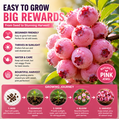 🍓✨ Premium Pink Blueberry Seeds 🌸💖 Rare Sweet Exotic Fruit You Can Grow at Home 🌿🌈-ZZ