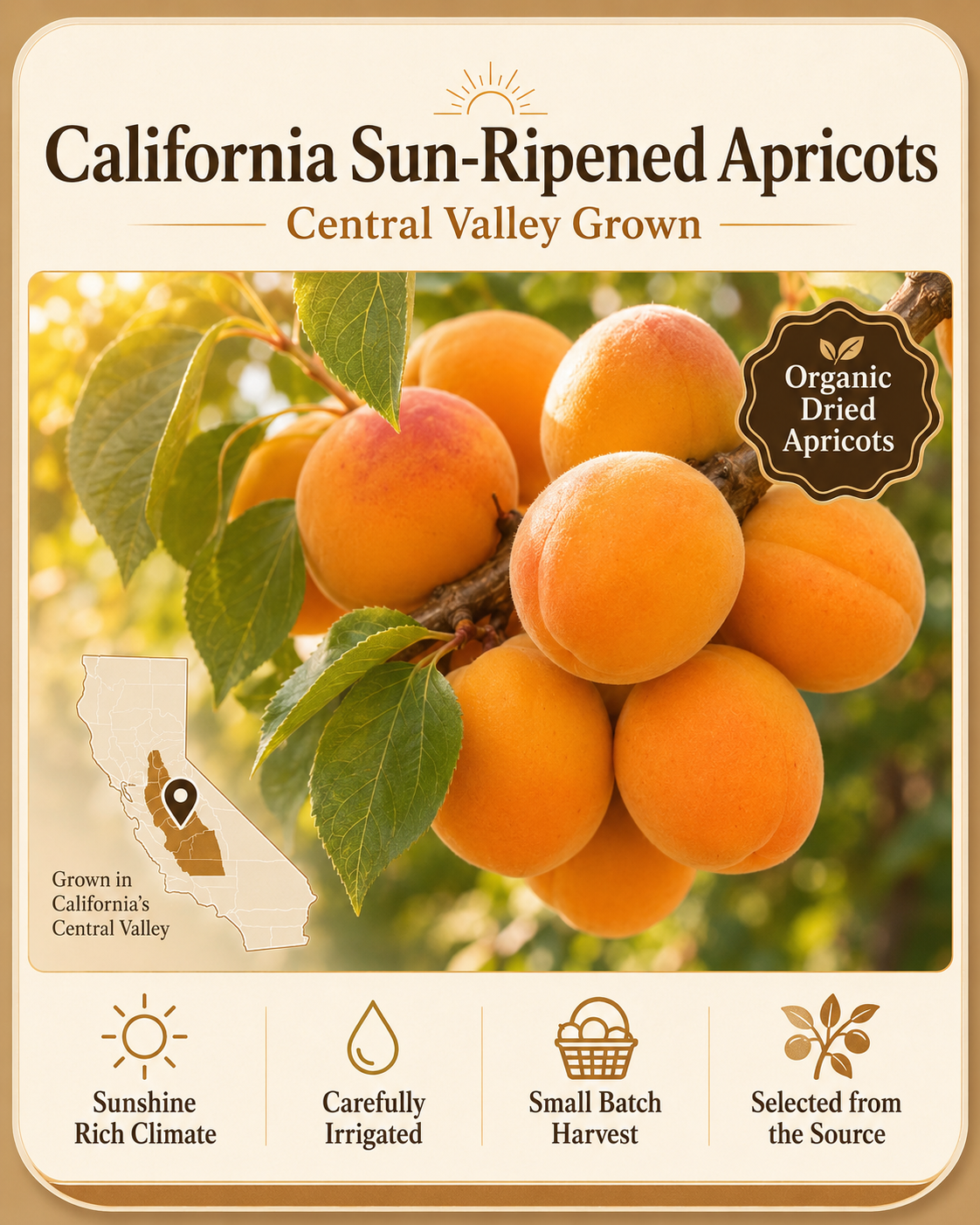 🏅Premium Seedless Golden Dried Apricots🟠 | Packed with Vitamin C & Natural Potassium, Promote Smooth Digestion, Relieve Bloating & Constipation, Nourish Heart & Boost Sustained Energy, Clean Organic Fruit Snack ❌ No Artificial Sugar-ZYY