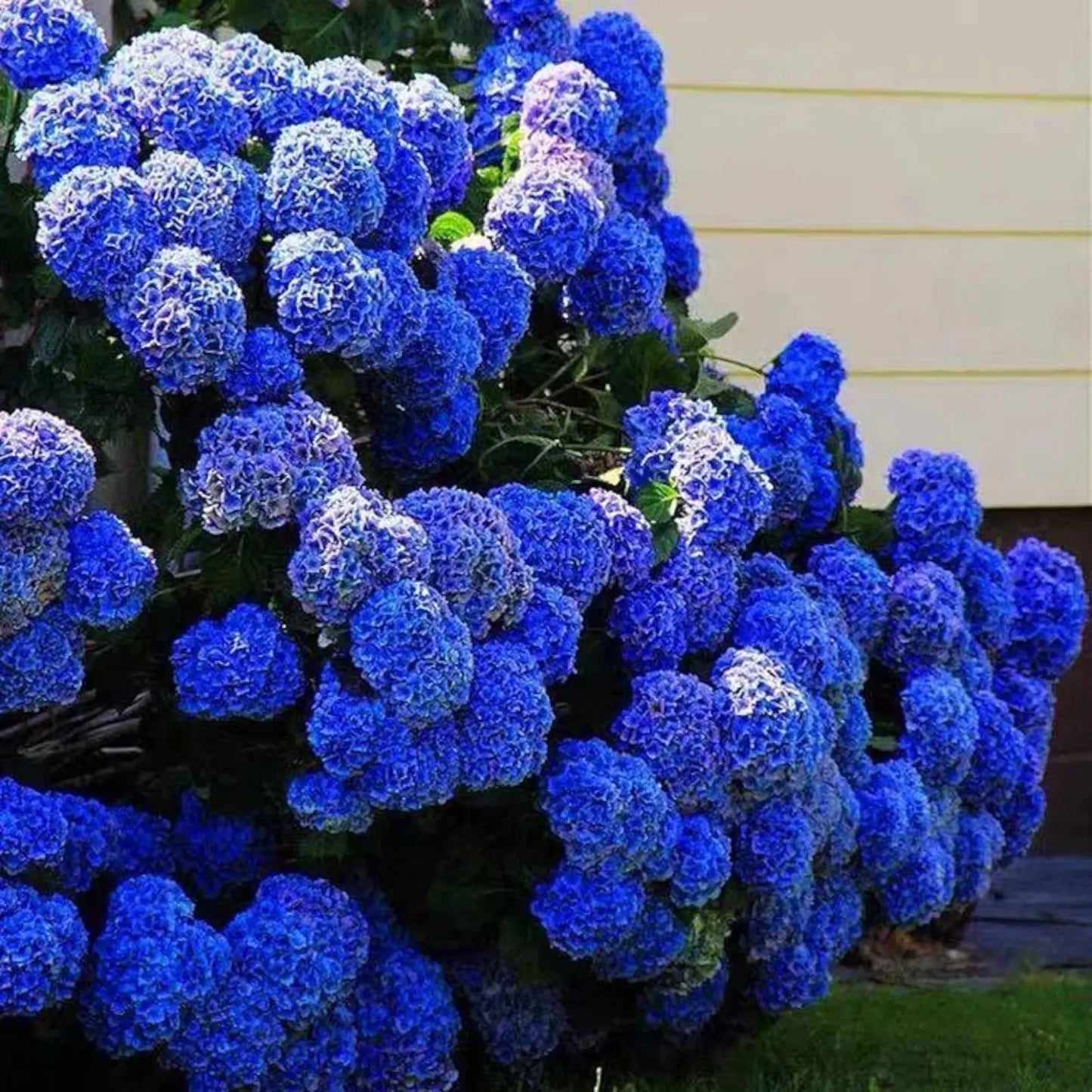 🌸✨ Blue Pink Purple Hydrangea Seeds 🌿🌈 Grow Stunning Multi-Color Blooms That Transform Any Garden 💙💖💜-ZZ
