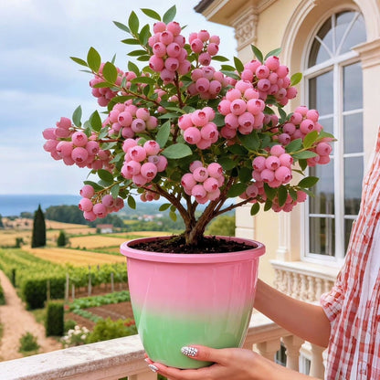 🍓✨ Premium Pink Blueberry Seeds 🌸💖 Rare Sweet Exotic Fruit You Can Grow at Home 🌿🌈-ZZ
